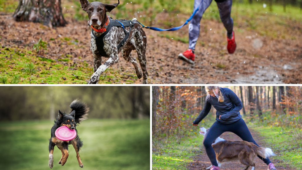 Sports canin Aix en Provence : cani-cross, dog dancing, frisbee, nosewok, agility