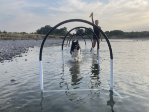 Activités d'été pour chiens à Aix en Provence. Hoopers aquatique dans l'eau tout l'été !
